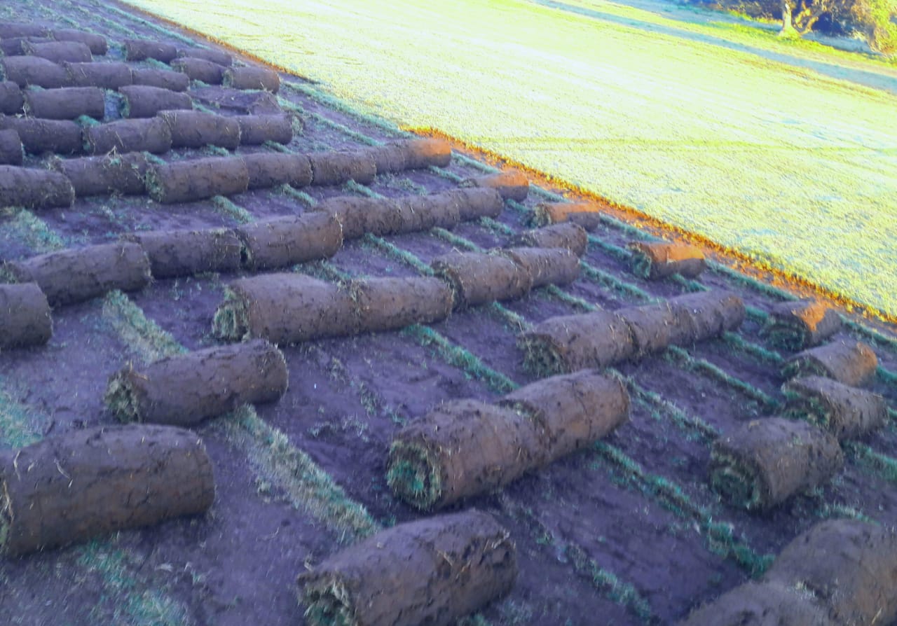 New rolled grass at Lawn it Stilbaai